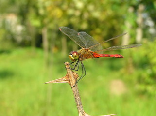 dragonfly on leaf