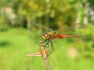 dragonfly on leaf
