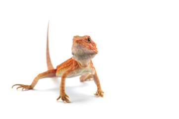 Bearded Dragon isolated on white background