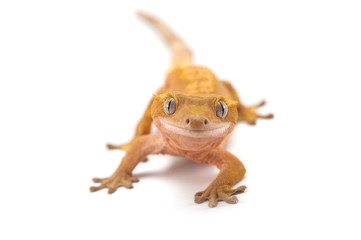 lizard gecko isolated on white background
