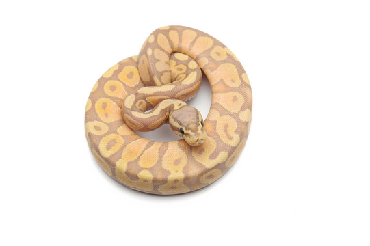 ball python isolated on white background