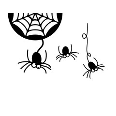Spiders