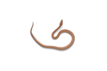 The viper boa isolated on white background