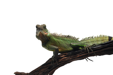 Chinese Water Dragon isolated on white background