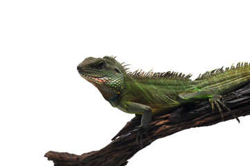 Chinese Water Dragon isolated on white background