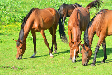 Young horses on a grassfield
