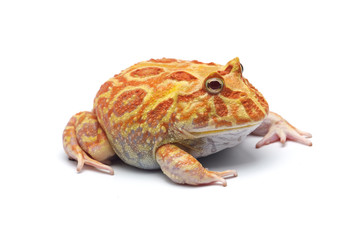 Pac man frog albino  isolated on white background