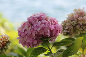 fotos de flores varias 
