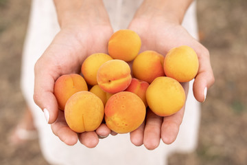 Harvesting of apricots. Woman's hand with freshly harvested ripe apricot.
