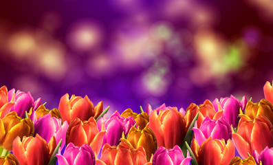  spring background with tulips
