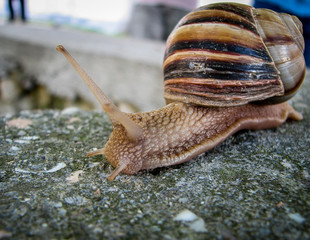 cochlea