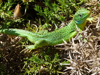 Lézard Vert