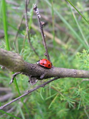 ladybird on a branch