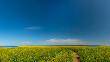 Rapsblüte an der Ostsee