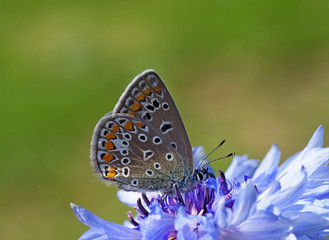 butterfly on flower