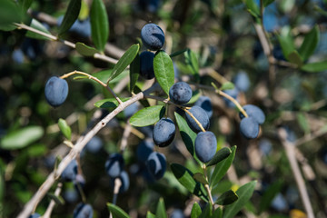 Reife Oliven vor der Ernte