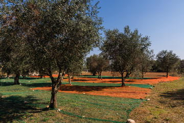 Alte Olivenbäume in Apulien