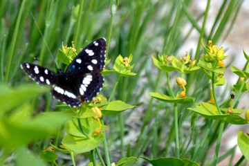 Papillon de Lumière