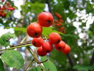 rowanberries on the tree