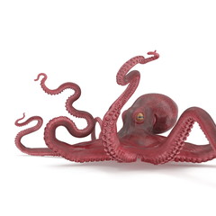 Large Ocopus Vulgaris Red. 3D Illustration, isolated