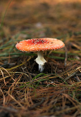 Amanita Muscaria in the forest. Fly agaric, mushroom. red mushroom.