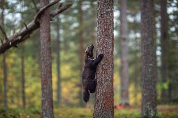 Wolverine climbs a tree. Wild nature, natural habitat. Glutton, carcajou, skunk bear, or quickhatch...