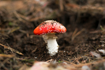 Amanita Muscaria in the forest. Fly agaric, mushroom. red mushroom.