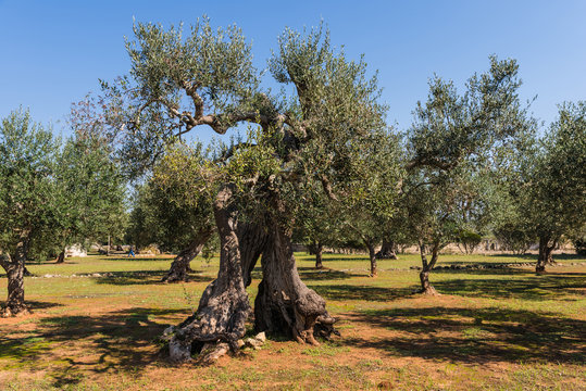 Alte Olivenbäume in Apulien