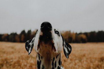 Cute Dalmatian Dog In A Cornfield / Dalmatiner im Kornfeld Weizenfeld