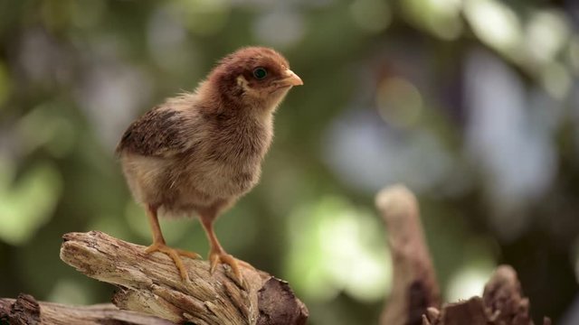 Baby chicken in poultry farm. Cute little newborn brown chick on green background. Newly hatched bird on a chicken farm - outdoors portrait.