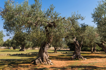 Alte Olivenbäume in Apulien