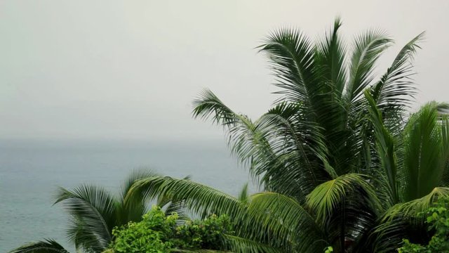Seychelles, tropical rain at the equator, palm branches in the rain and wind.