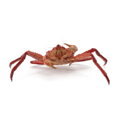 Red King Crab Kamchatka Isolated On White Background. 3D Illustration