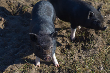 Black pig