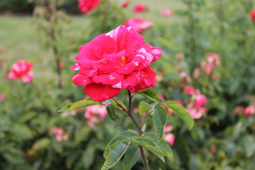 Fototapeta na wymiar Closeup of beautiful red rose flower. Rose flower in the summer garden