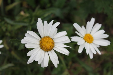 Camomile in the rain White Chamomile Summer rainy day Rain in the garden dew green background