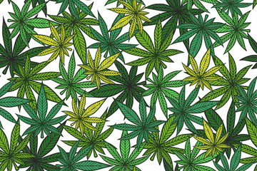 Cannabis color pattern