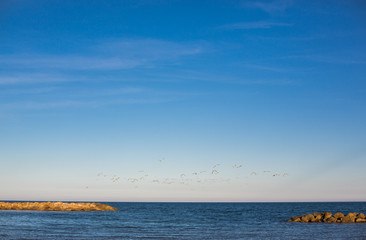 Pájaros volando sobre el mar