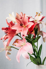 Colorful lily flowers