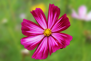 Obraz premium Pink cosmos summer flower - in Latin Cosmos Bipinnatus - in the summer meadow under warm sunny summer light - summer flower background.
