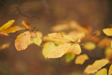 Autumn Leaves
