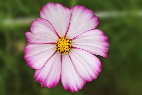 White and pink daisy wake up after a sweet dream. daisy flower nna isolated green background