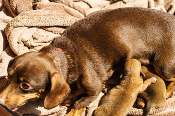 Little dachshund mom feeding puppies newborns