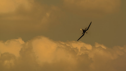 Corsair au soleil couchant