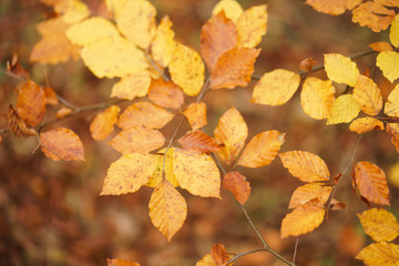 Autumn Leaves