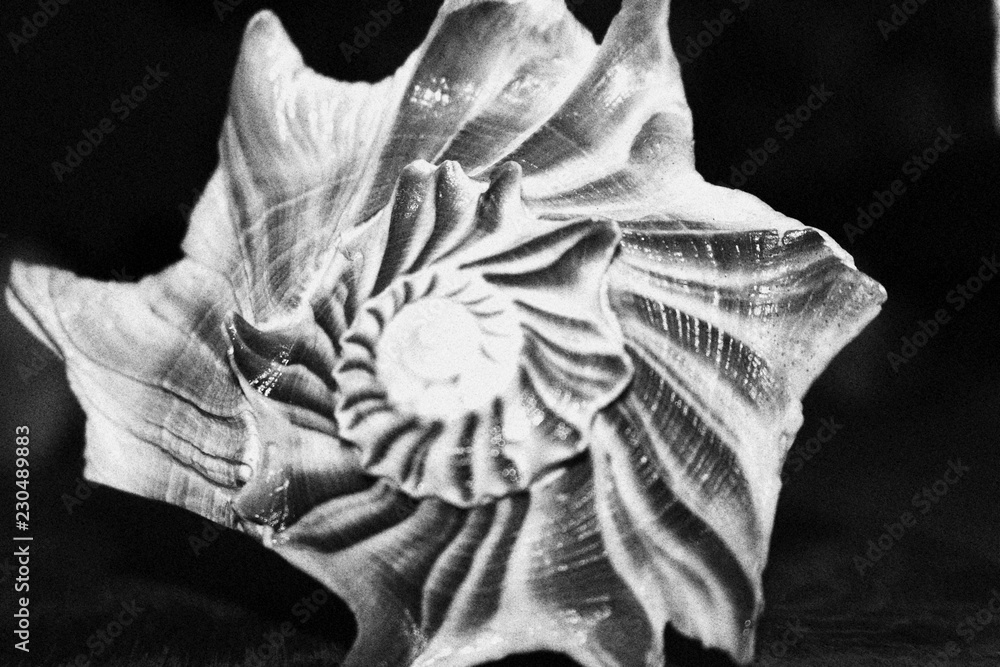 Wall mural sea shell black and white