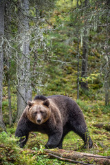A brown bear in the autumn forest. Adult Big Brown Bear Male. Scientific name: Ursus arctos.