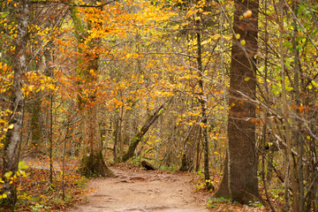 Path in Autumn Forest