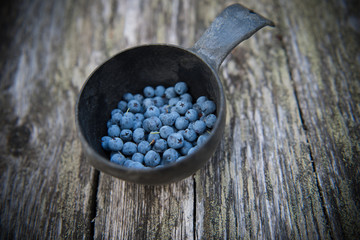 fresh picked blueberries in a mug