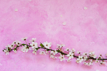 White cherry spring flowers on the grunge pink cement background with copyspace. Seasonal and greeting concept.